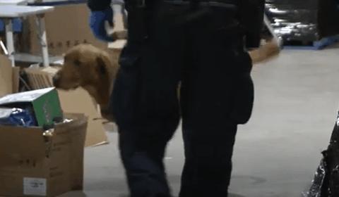 澳洲奶粉代购骗局,澳洲华人骗局揭秘