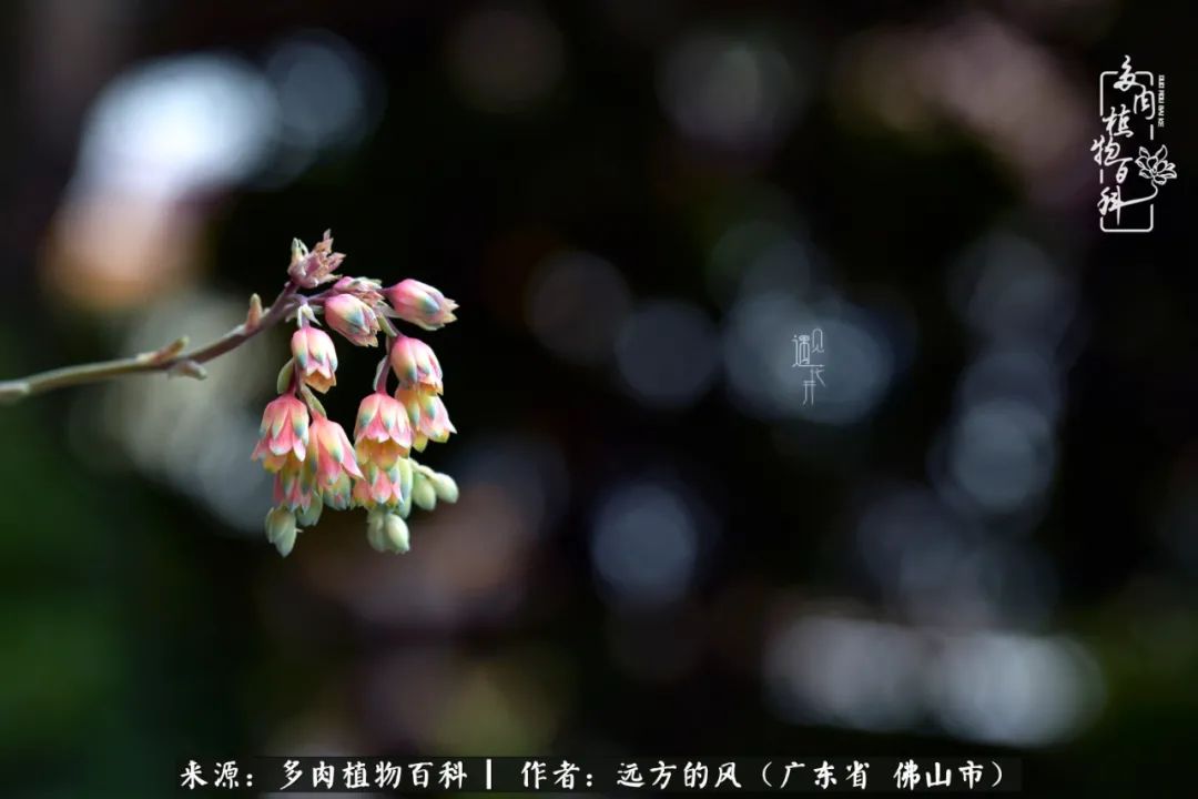 那些花儿在每个角落静静为你开着,那些花儿在每个角落静静地绽放