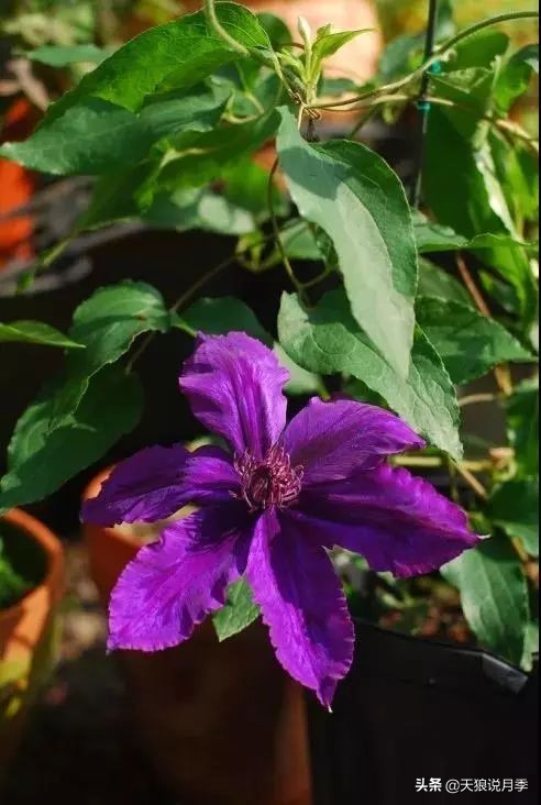 天气回暖虫害,天气渐暖虫害预防