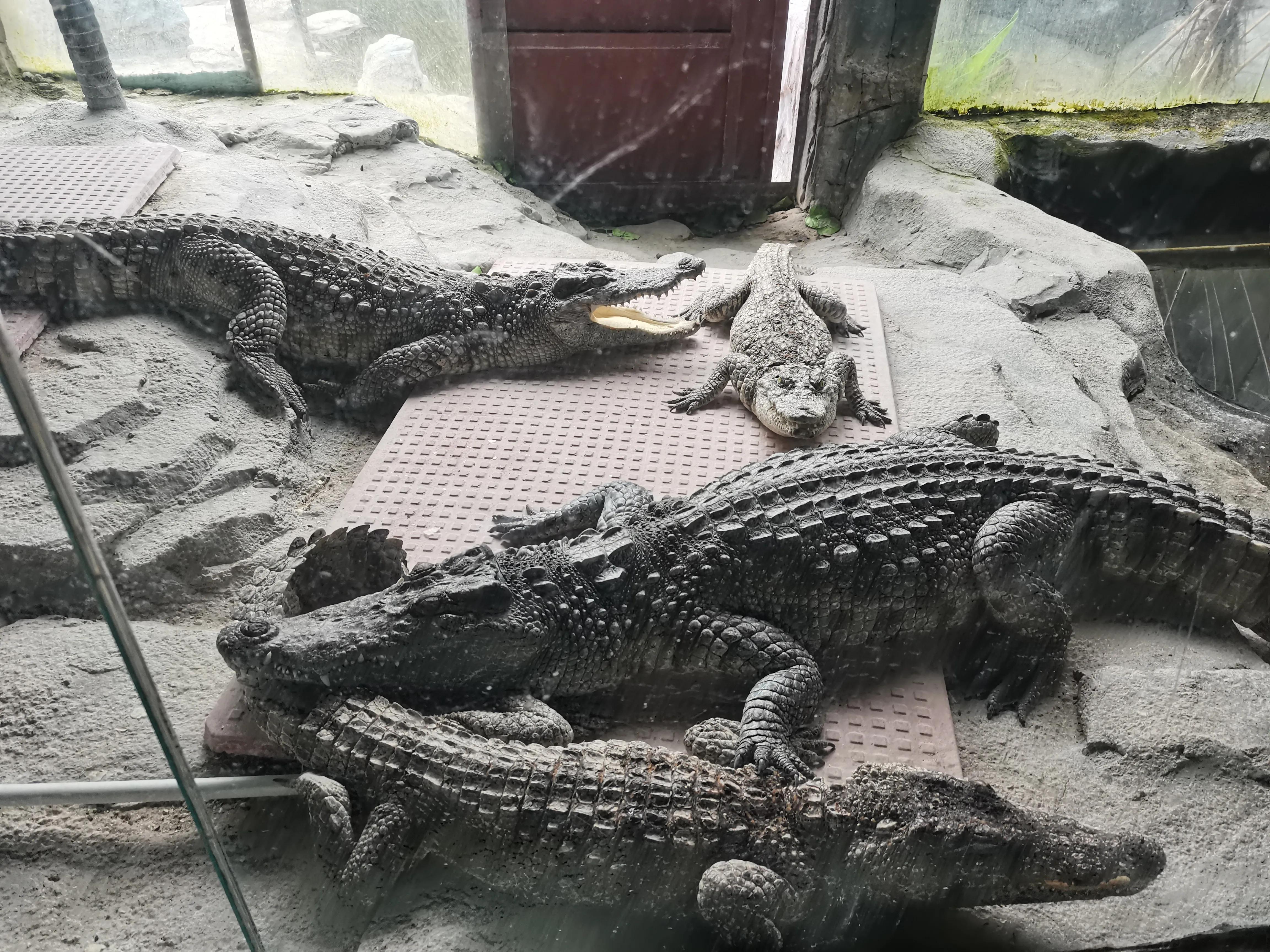 济南野生动物园和宿州野生动物园,宿州野生动物园到宿州皇藏峪