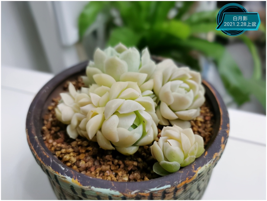 多肉虐我千百遍，我待多肉如初恋