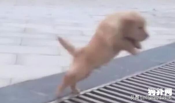 小金毛想要跳过井盖，没想到竟直接插了进去