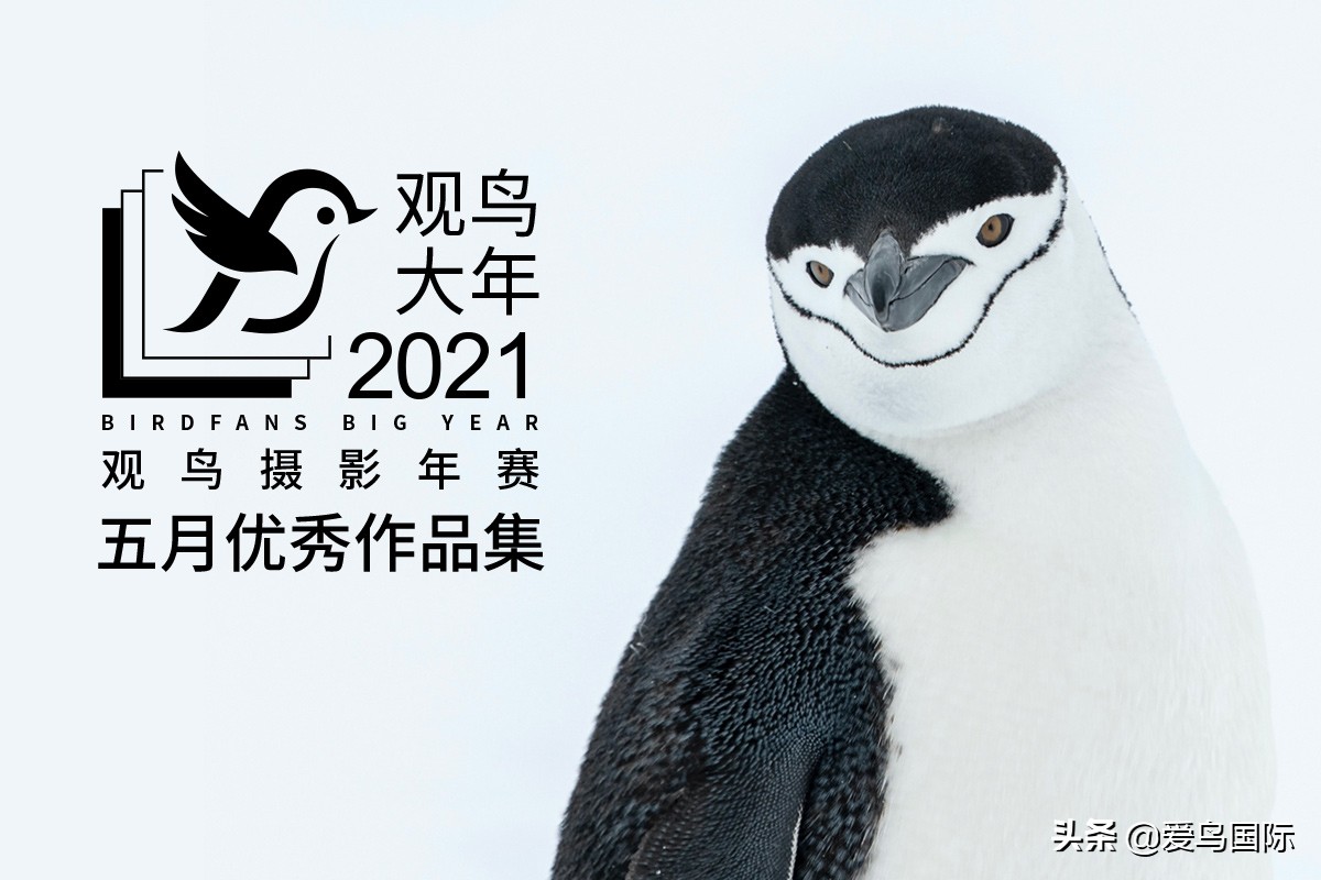 躁动的繁殖季节2021观鸟大年五月精华作品集