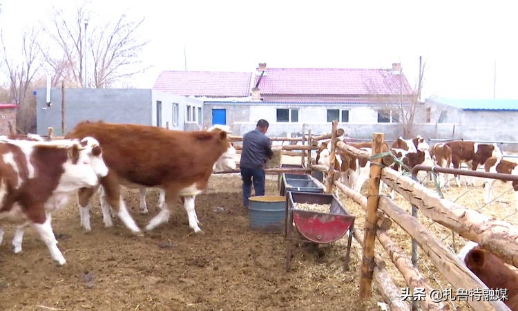 念牛经发牛财,念牛经发牛财的句子