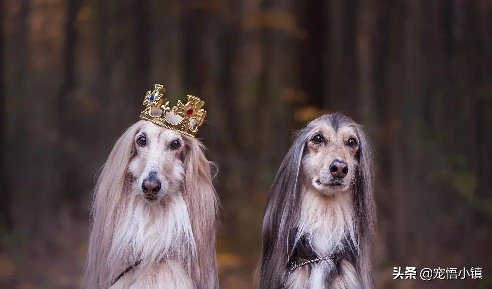 什么都可以拼的上海名媛，却拼不起这些“四脚吞金兽”