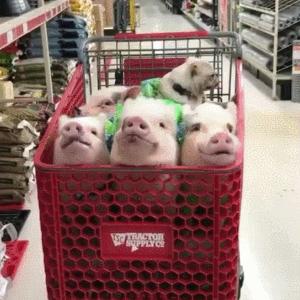 双11不看价格买手机,双十一看剧不剁手