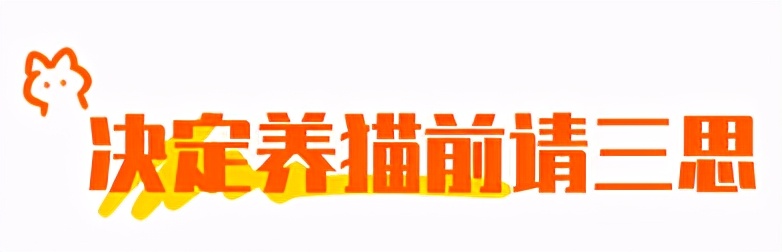 合租养猫劝退指南,《养猫劝退指南》