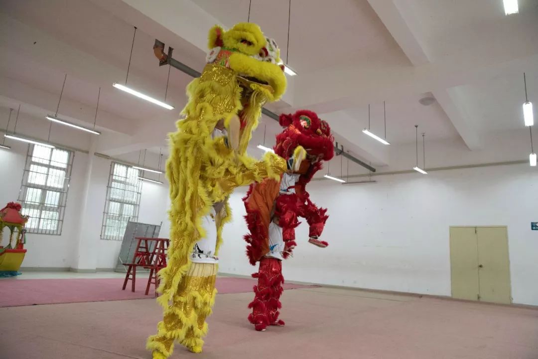 这群中江狮子为啥逗人爱？能跳能翻还会抓痒眨眼、难怪火了7年