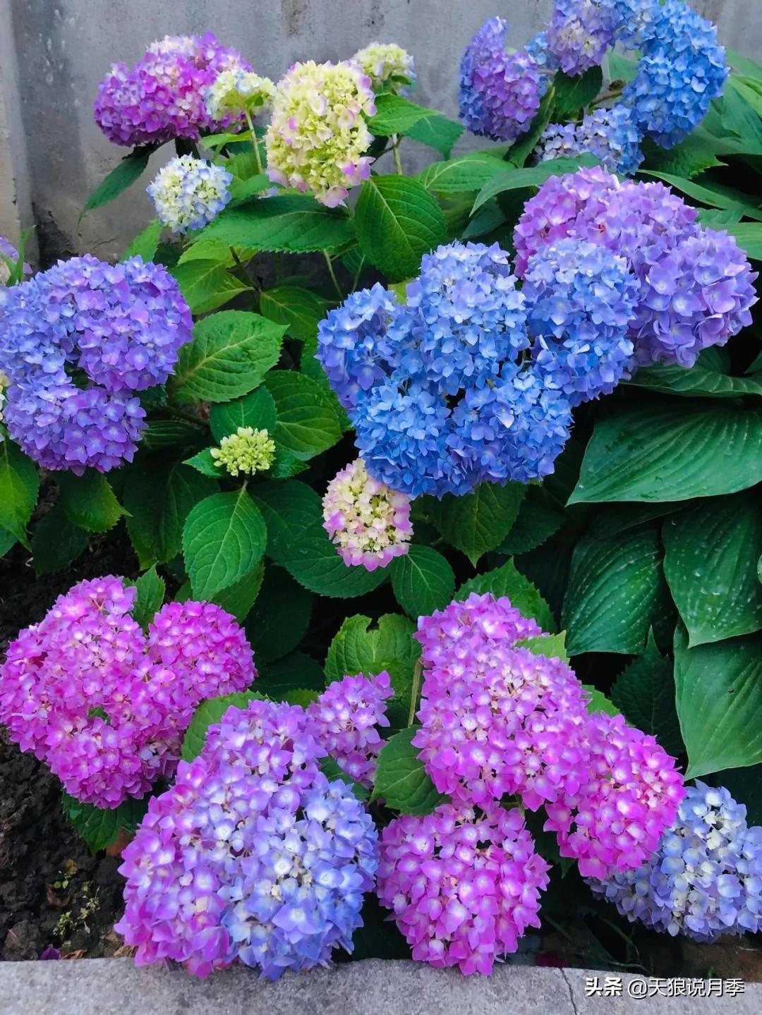 圆滚滚的绣球，瀑布般的花墙，这届花友也太会种花了吧