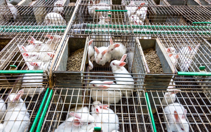 养兔技术家兔疾病防治要点,养兔疾病视频教程