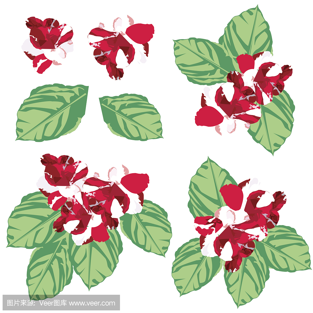 凤仙花别名指甲花特征,凤仙花是指甲花吗图文