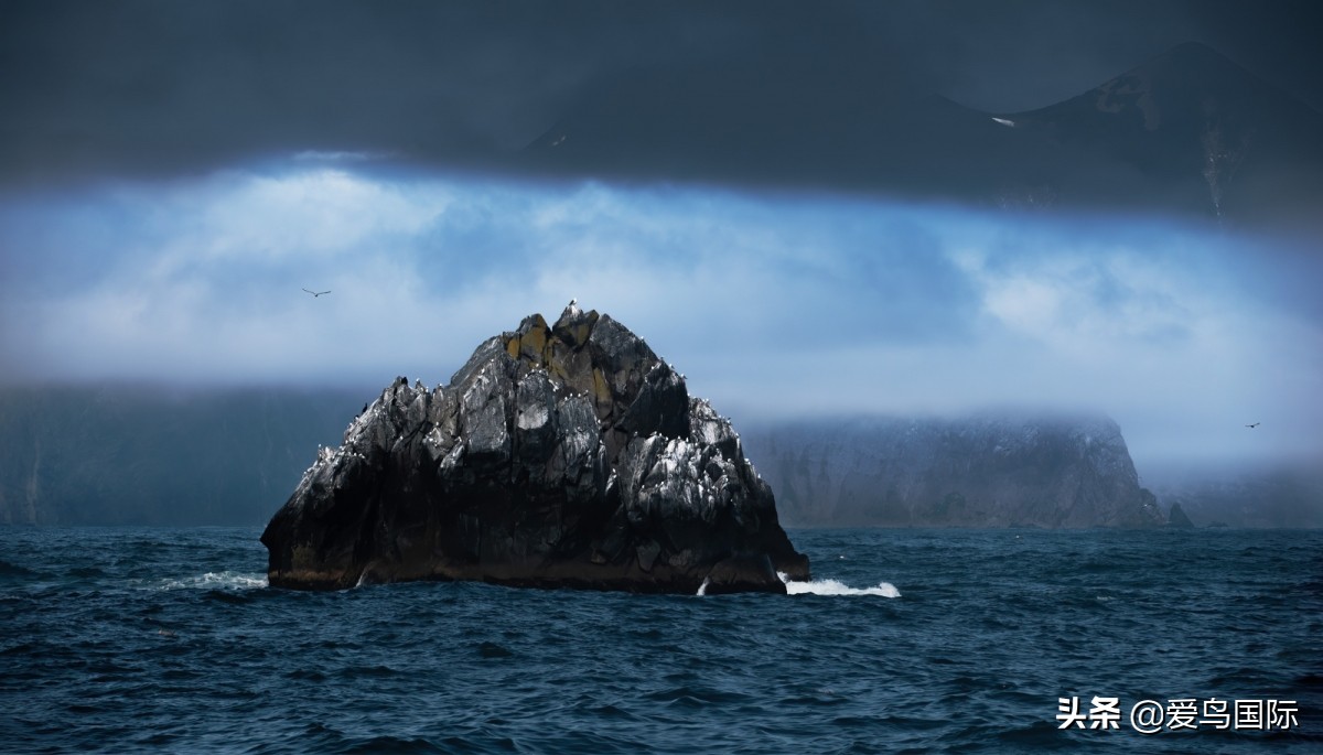观鸟大年作品集,观鸟大年完整版