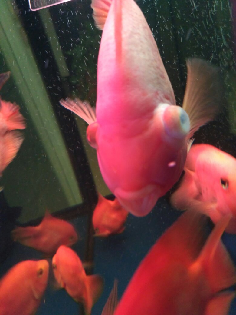 鹦鹉鱼眼凸是什么病的征兆,鹦鹉鱼眼睛凸出来怎么处理