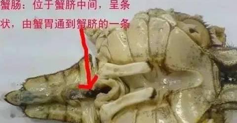 都说大闸蟹不能多吃是不是真的,不能吃大闸蟹有哪几种