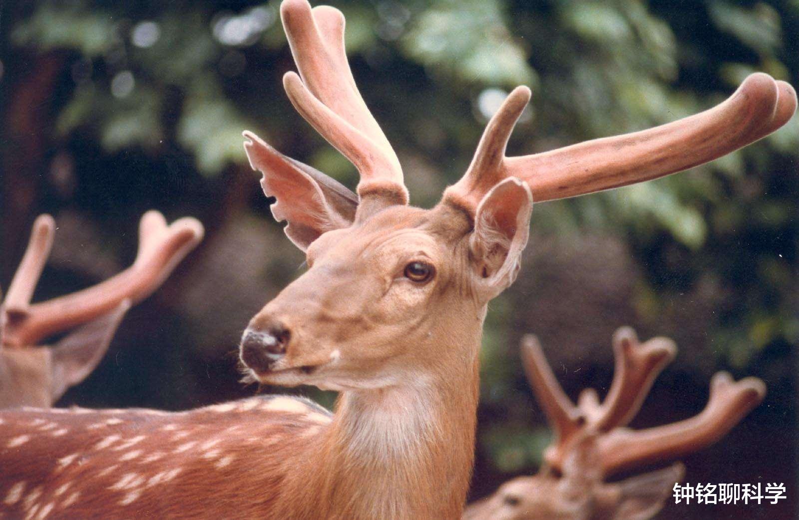 鹿茸养生小知识,鹿茸基本常识介绍