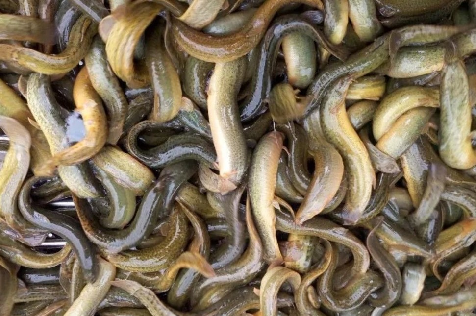 泥鳅的养殖成本和利润是怎样的呢,泥鳅养殖成本和利润是怎样的呢