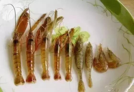 宁波一渔民整理海鲜大全,宁波最全的海鲜