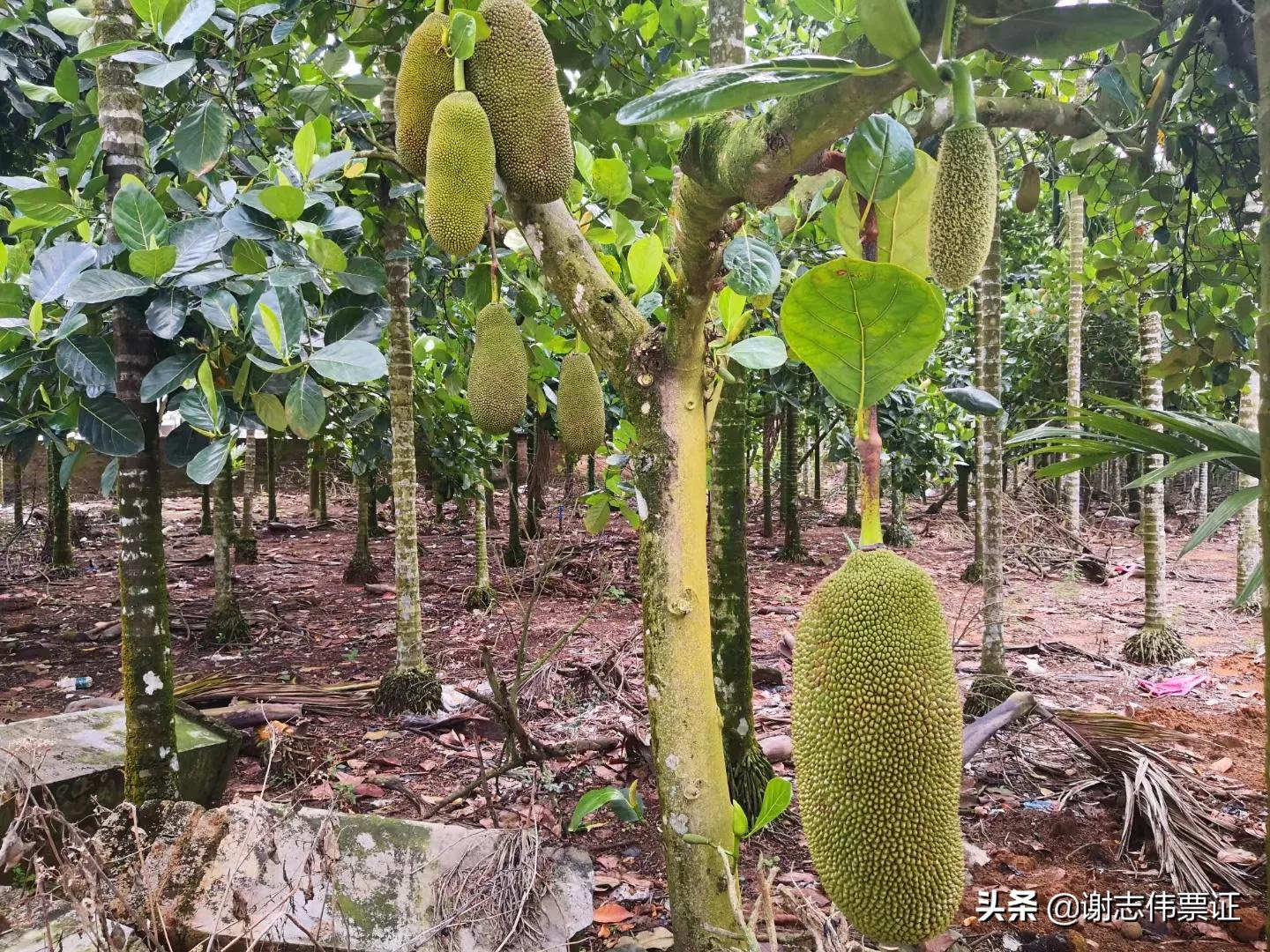 海南菠萝蜜旅游攻略,海南旅游菠萝蜜免费吃