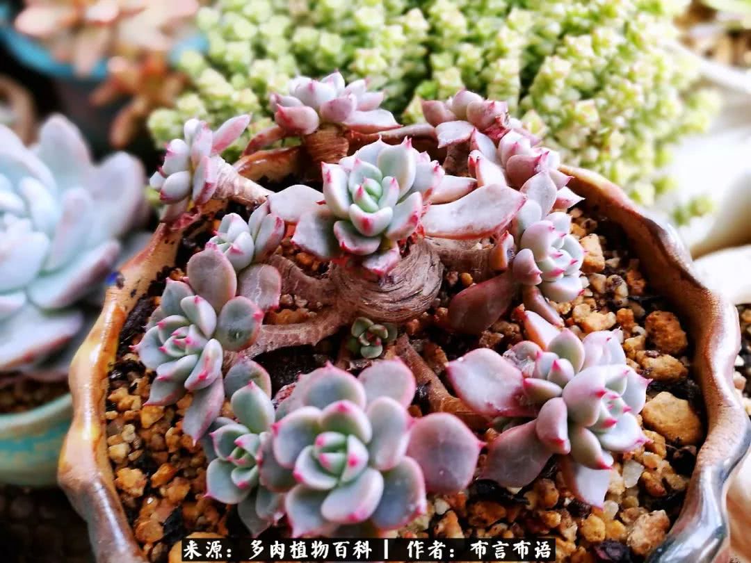 多肉的真实生活感悟,多肉的生活感悟