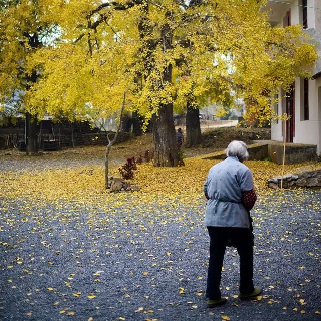 小林｜常恐秋风早，飘零君不知