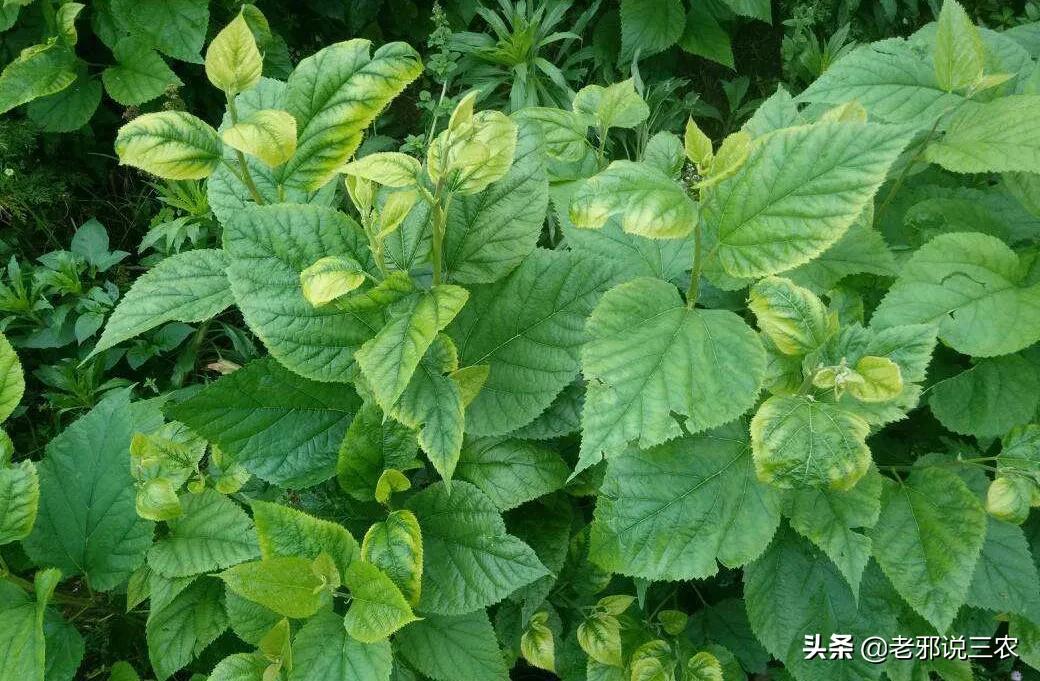 矮化桑树换完盆黄叶,桑树枯萎怎么处理