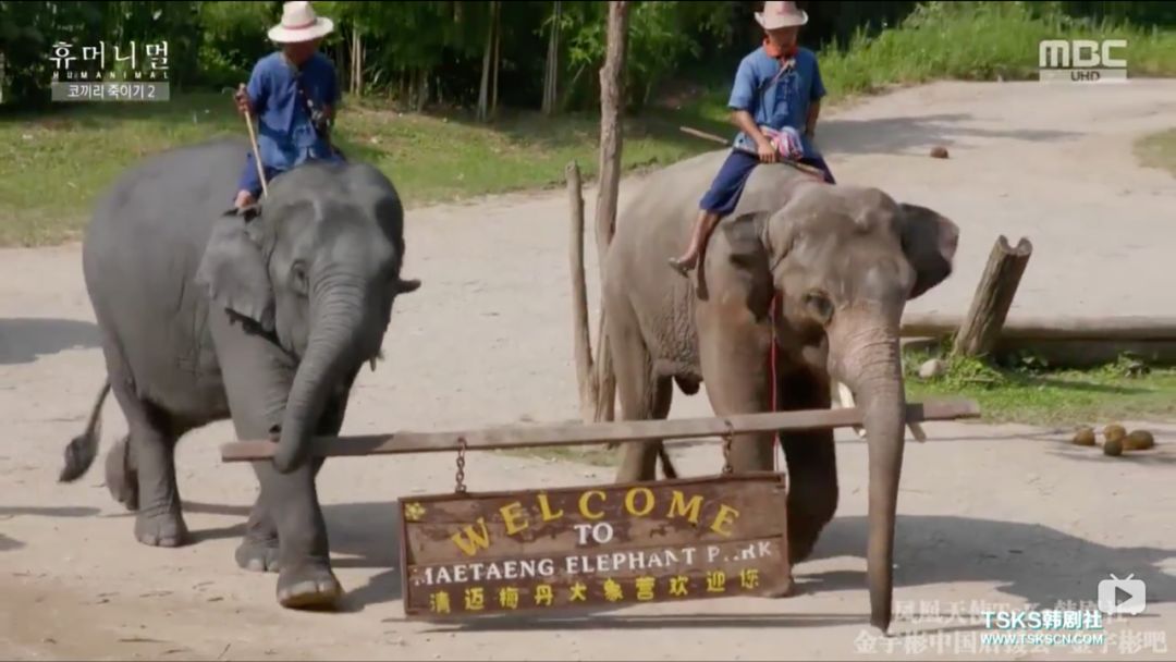韩国寄生虫最新消息,寄生虫韩国结局