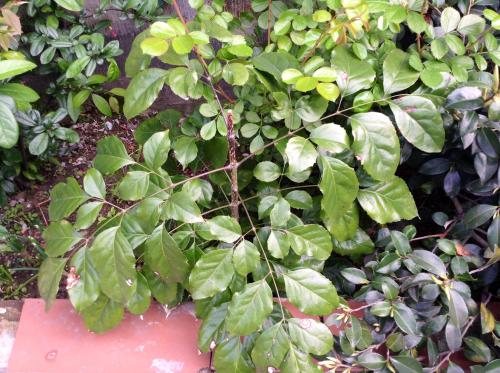 幸福树叶子发黄焦枯了怎么办,幸福树叶边发黑焦枯怎么办