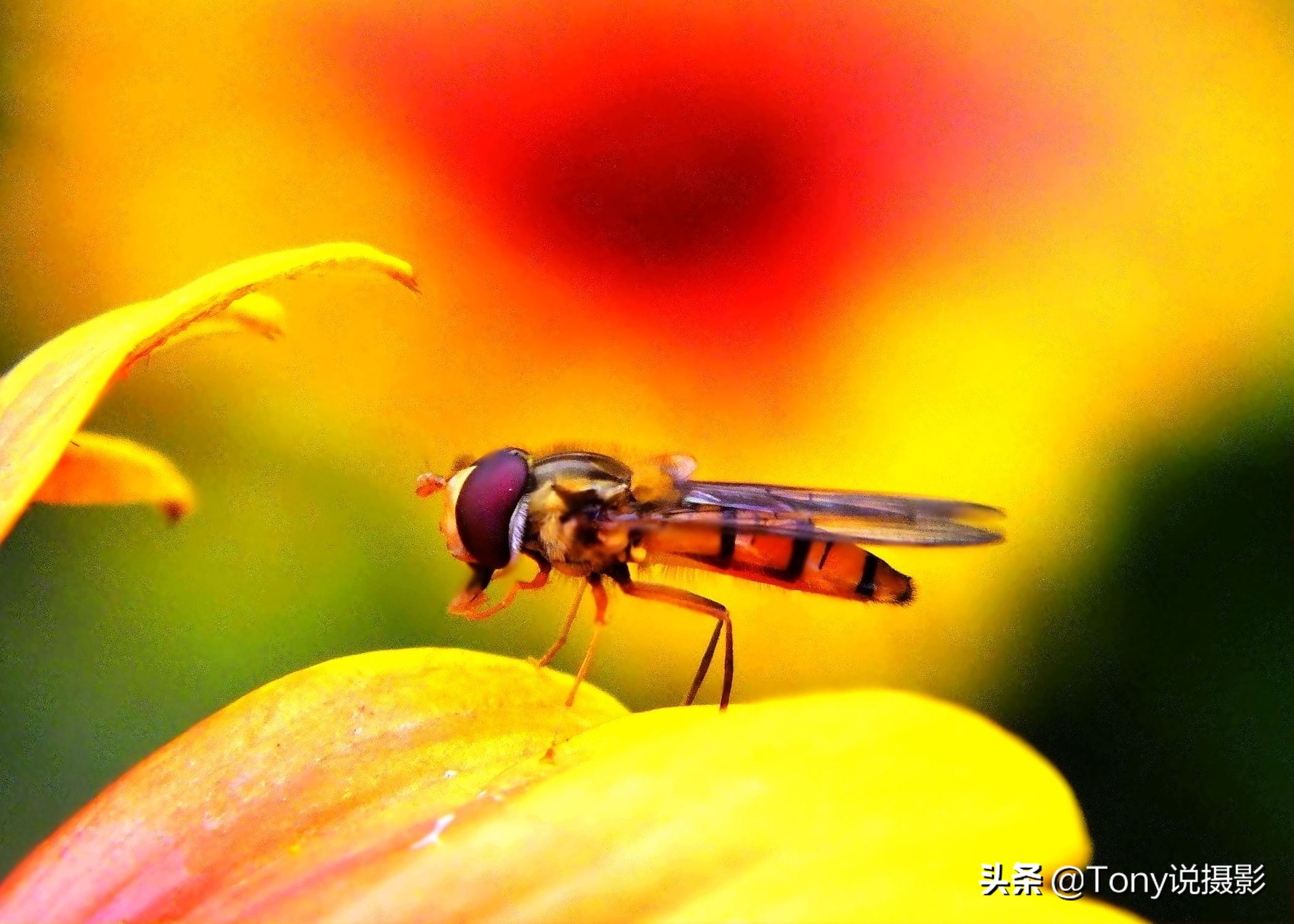 vivo手机微距拍摄技巧,小米10手机微距拍摄技巧