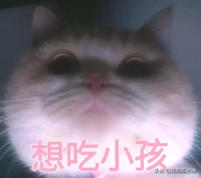 养了5年的猫居然让我丢掉,养了五年的猫很想把它扔了