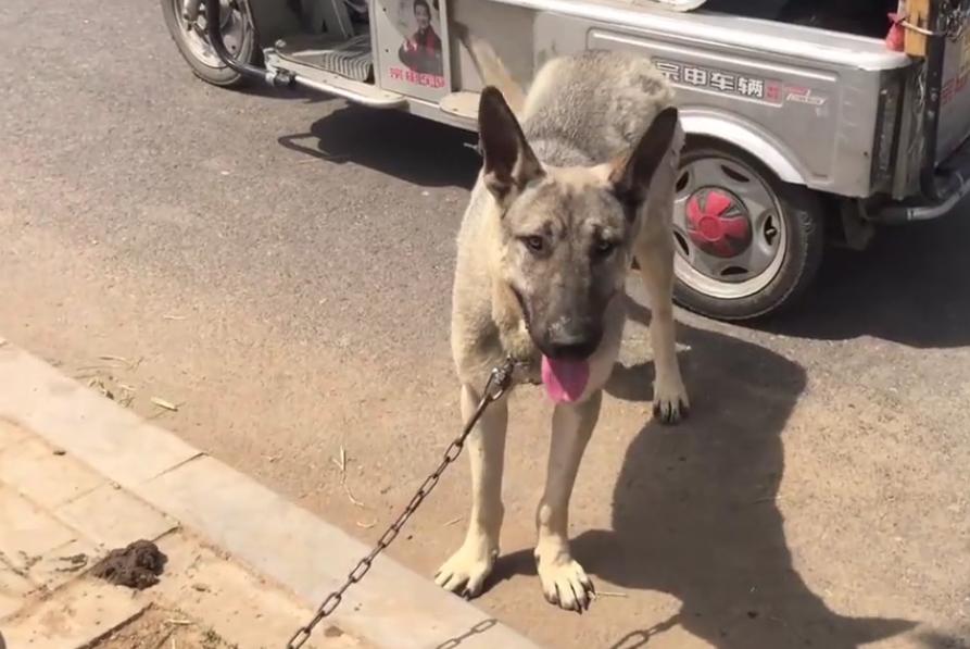 河南低价出售狗狗,河南宠物成年狗