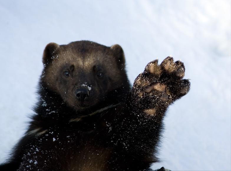 自然界中的金刚狼，北方荒野的象征，令其他动物畏惧的狼獾