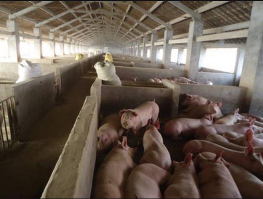 夏季酷暑难耐生猪不吃食怎么办？有哪些办法可以预防中暑呢？