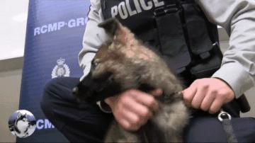 训练刚出生第五天的小警犬,刚出生的小警犬去世