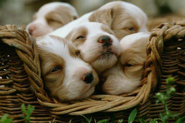 狗狗产后营养不足,狗狗产后不能吃什么