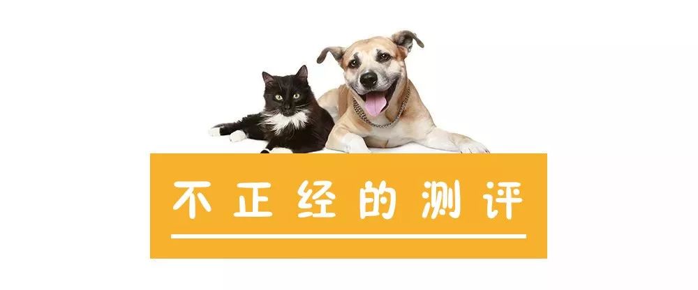 如何改善猫咪的口臭吃什么,铲屎官如何搞定猫咪的坏脾气