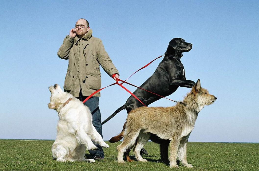 如何训练狗戴牵引带,怎么训练狗牵引