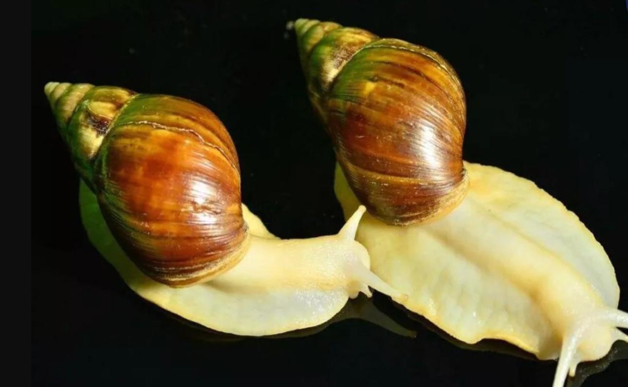 一次可产700粒卵，非洲大蜗牛能吃？摸它就可致命，它到底有多毒