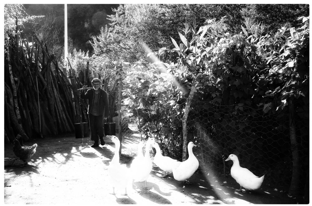 人老了腋毛会脱落吗,人老了脑都会萎缩吗