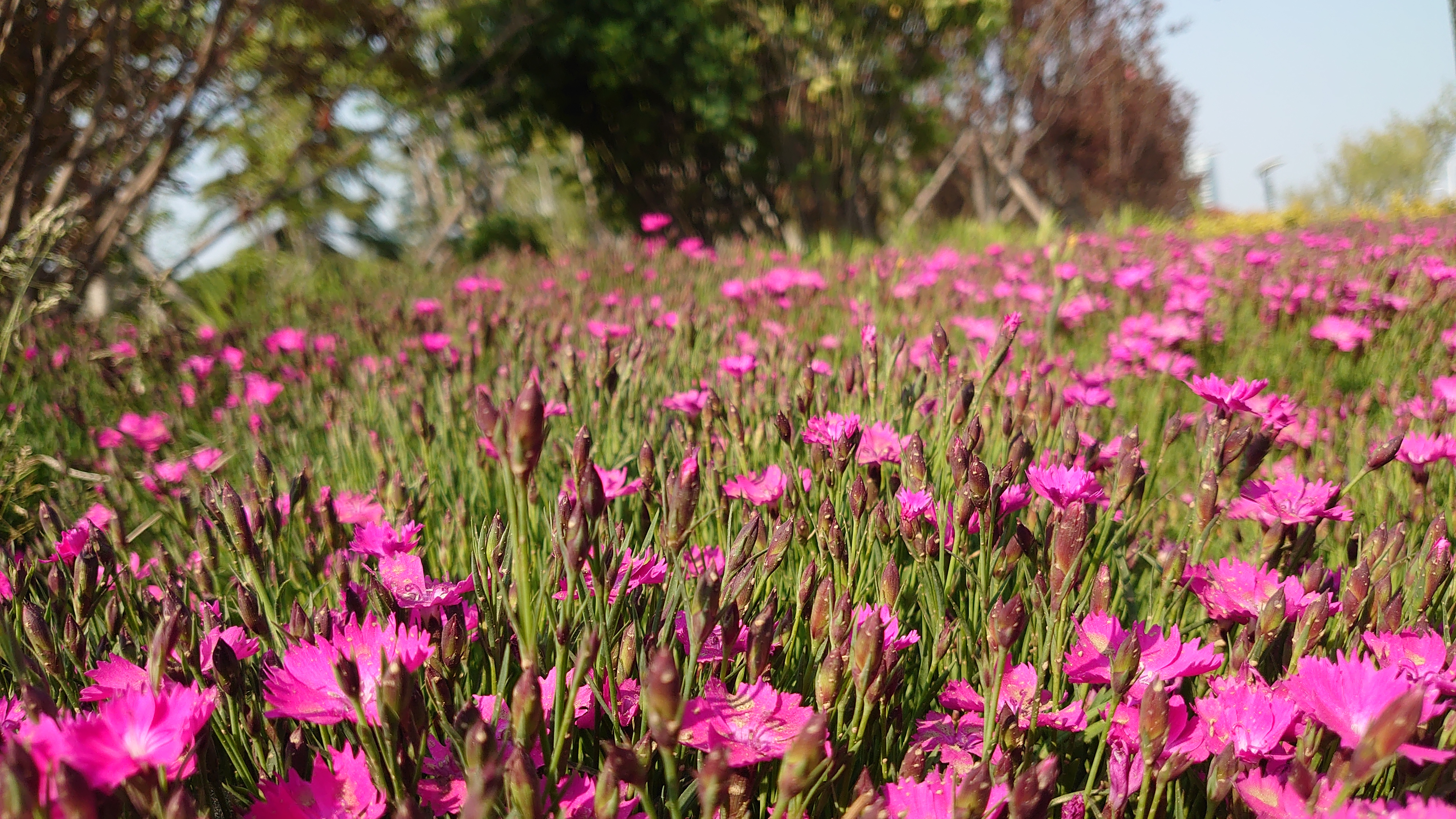 索尼微单手机xperia5i,索尼xperia5ii深度评测