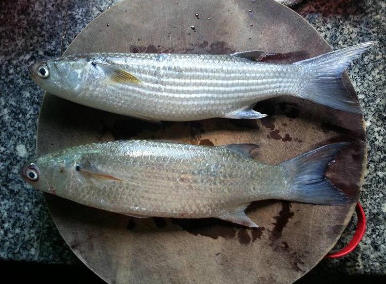 十大最好吃又实惠的海鱼,好吃不贵一斤左右的海鱼有哪些