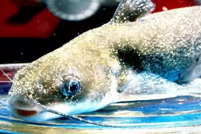 金鱼白点病的小瓜虫是哪里来的,观赏鱼用小瓜虫白点病特效药