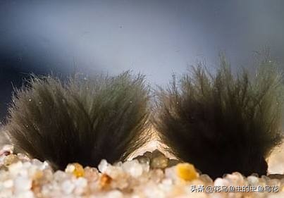 鱼缸里常见的藻类有哪些,鱼缸中藻类有哪些