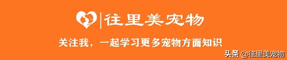小鸟生病了怎么治疗最快,宠物鸟生病了怎么治