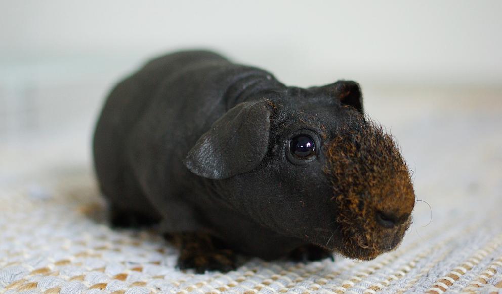 疫情期间养殖业如何自救,疫情结束后养殖业还能做么