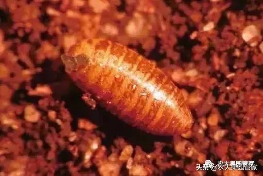 果实蝇危害柑橘的防治方法,果实蝇的危害到几月份