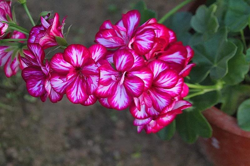 10种天竺葵,天竺葵100种图片大全