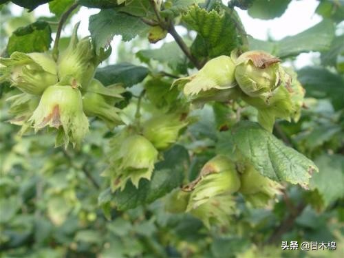 童年野果子,儿时的野果子总让人回味无穷