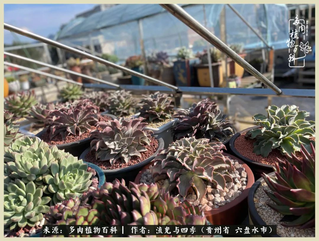 国庆假期你快乐吗？来，凉都美肉与你相伴一一小乌木的霸气东云