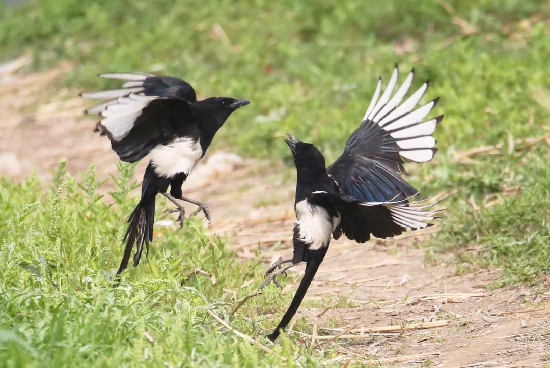 秦岭山里常见的野生鸟,秦岭山里常见的鸟