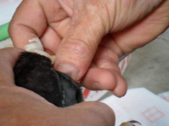 有模仿能力的鸟有哪些,一种鸟模仿70多种声音